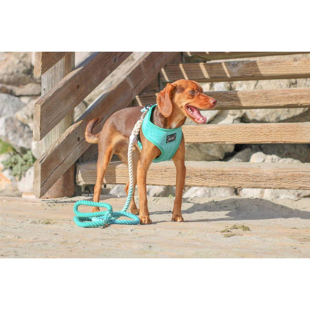 Dog Rope Leash O20470