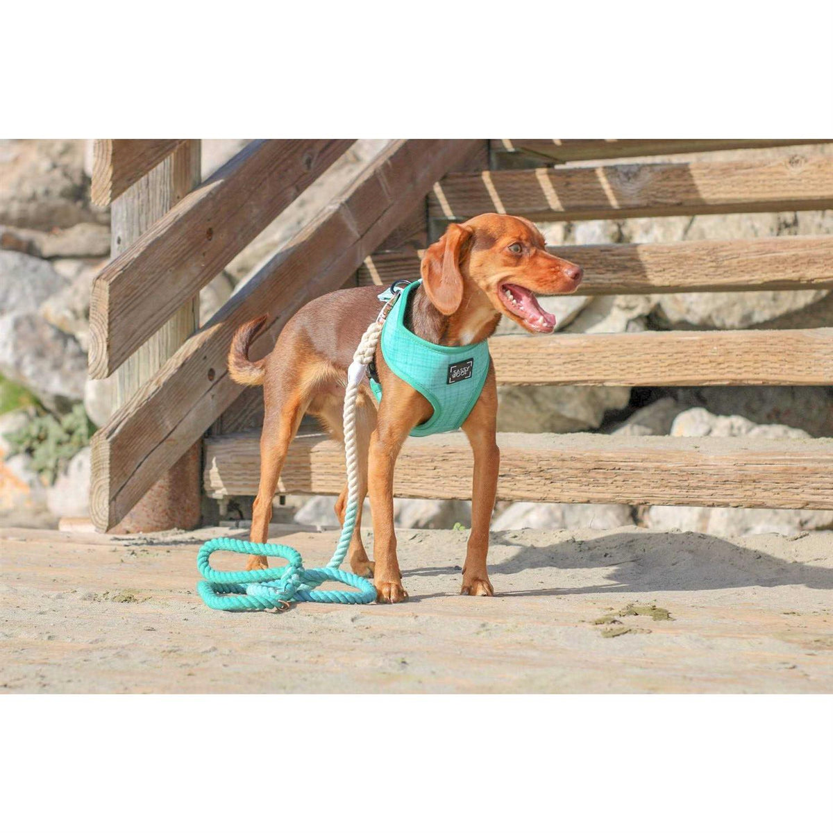 Dog Rope Leash O20470