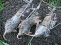 Stainless steel Gopher Trap F5345
