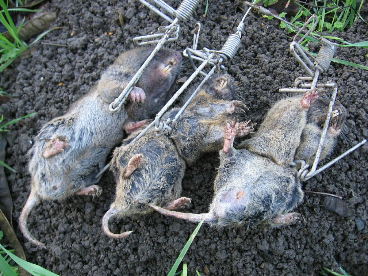 Stainless steel Gopher Trap F5345