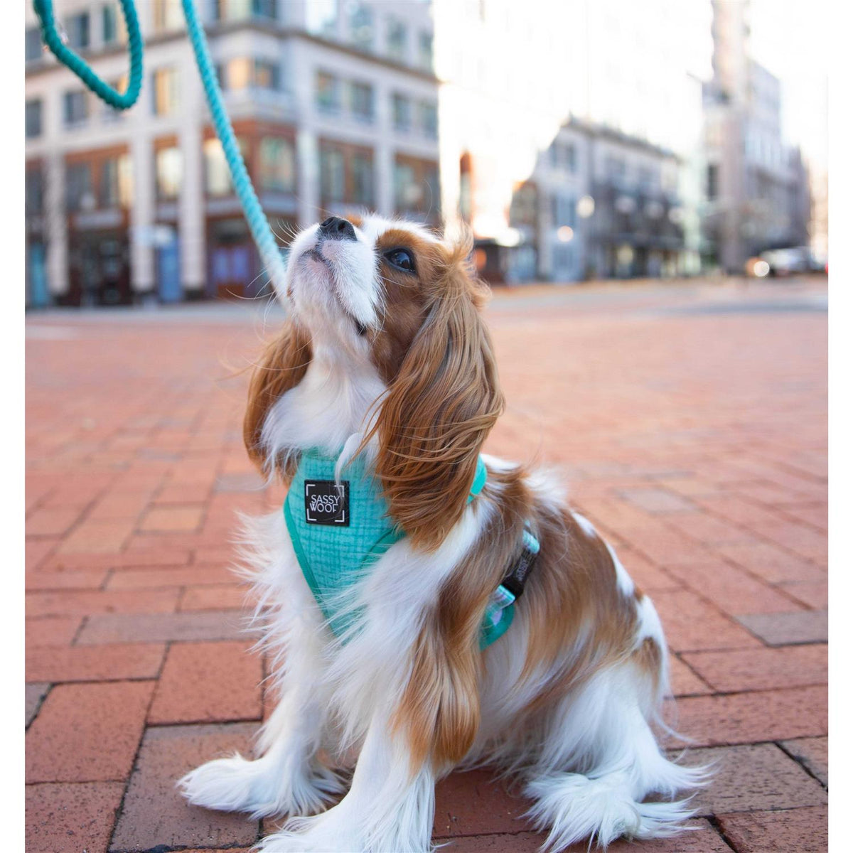Dog Rope Leash O20470