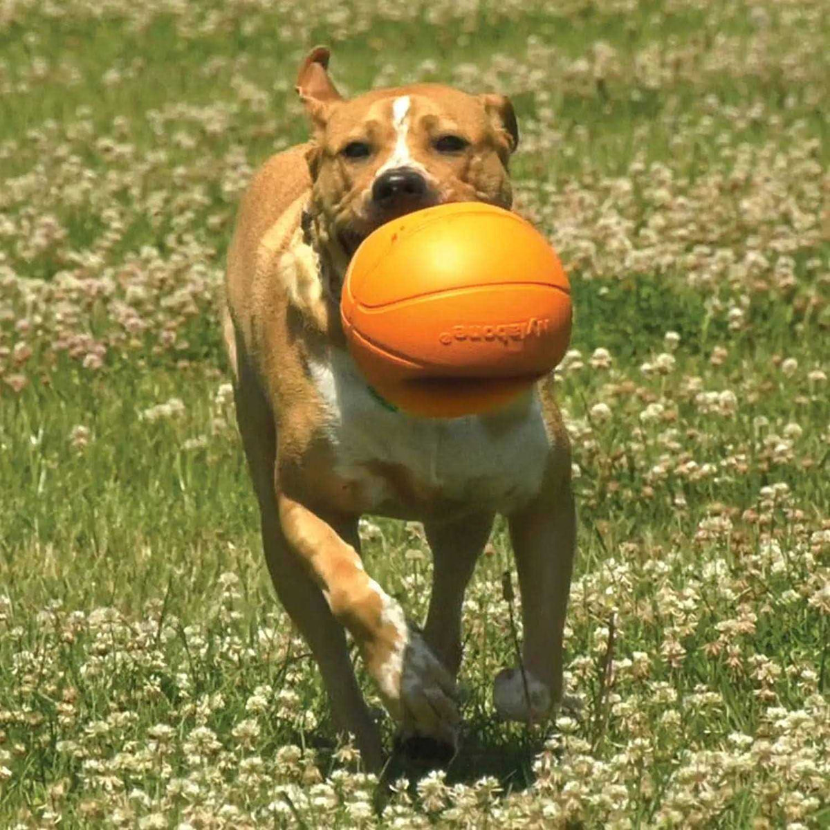 Dog Toy P278814