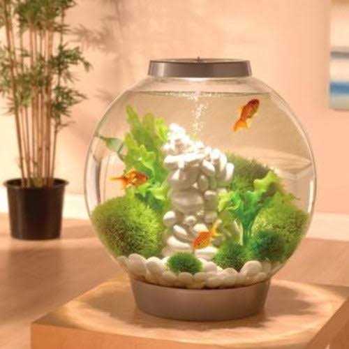 Classic 60 Aquarium with LED N477754