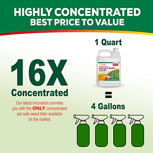 Weed Killer Concentrate E587912