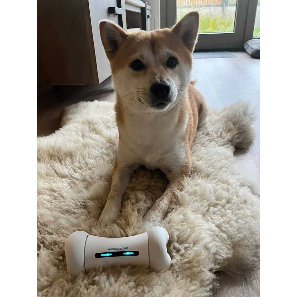 Automatic Interactive Dog Toys B30764