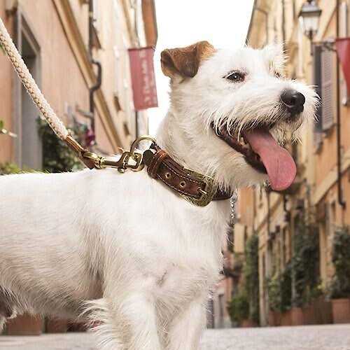 Genuine Embossed Italian Leather Dog Collar I957