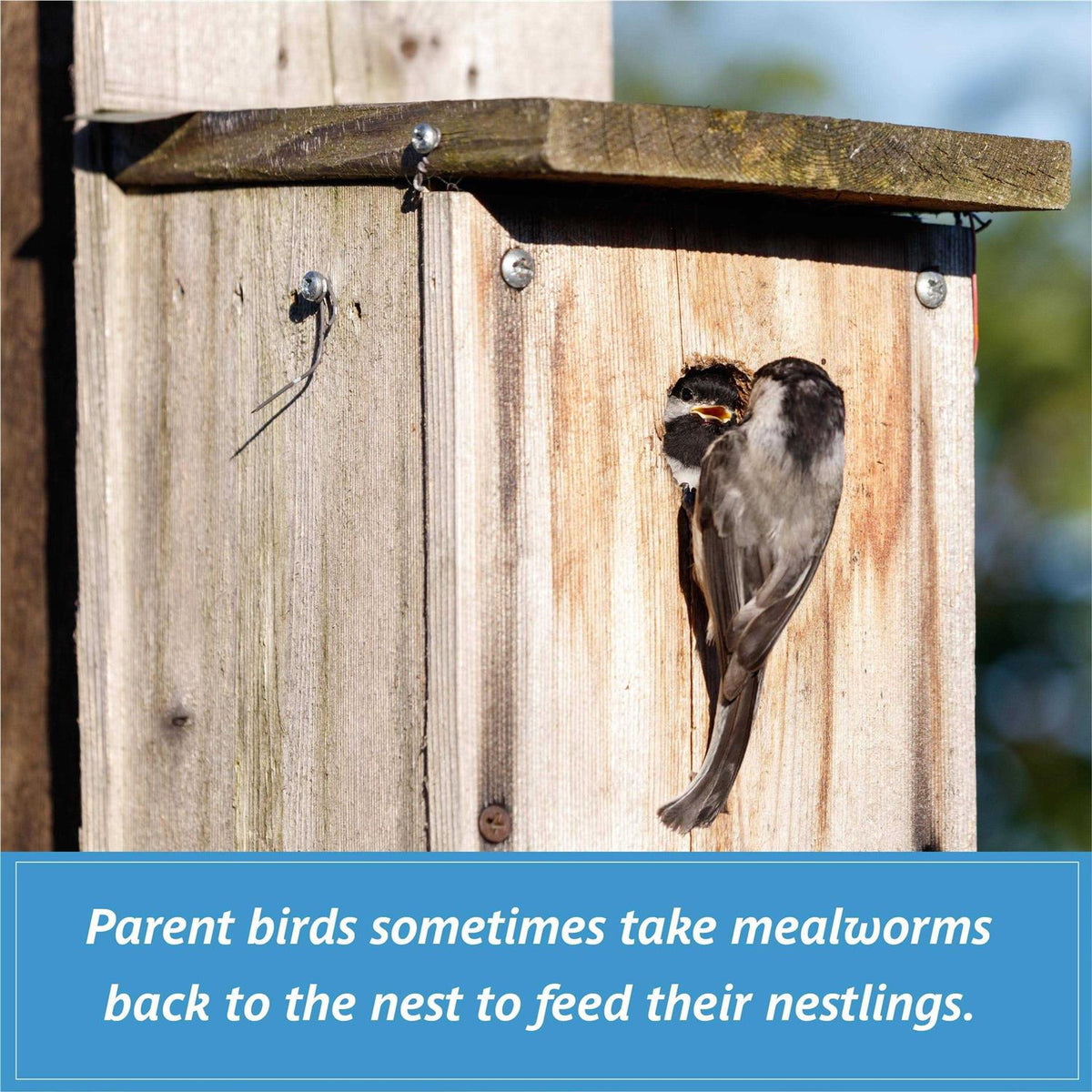 Mealworms Wild Bird Food K9488