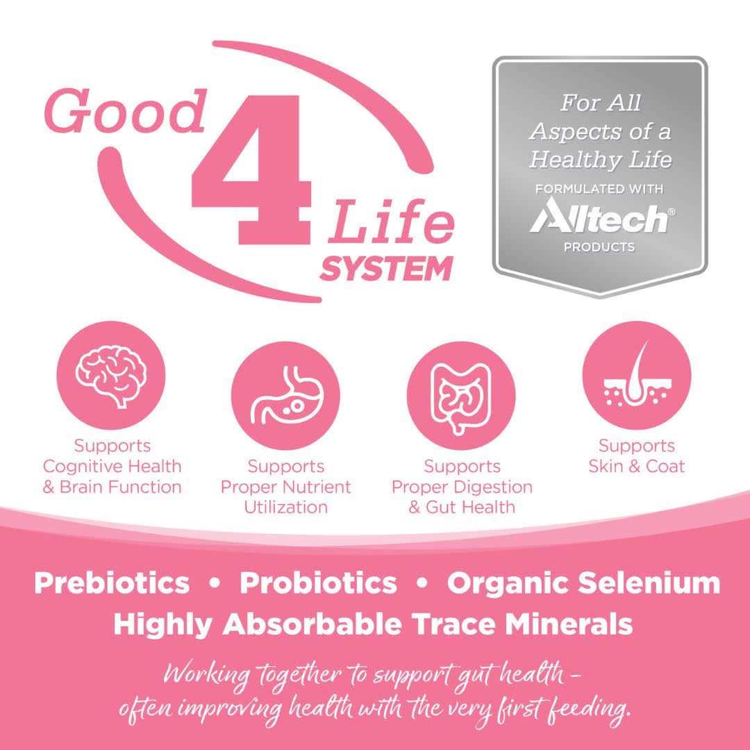 Grain Free Salmon Dog Food V576030