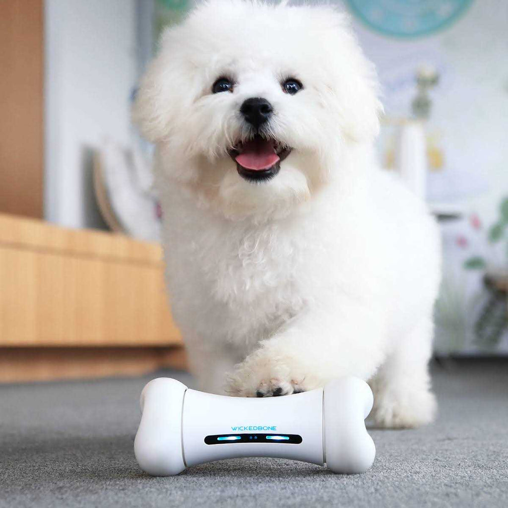 Automatic Interactive Dog Toys B30764